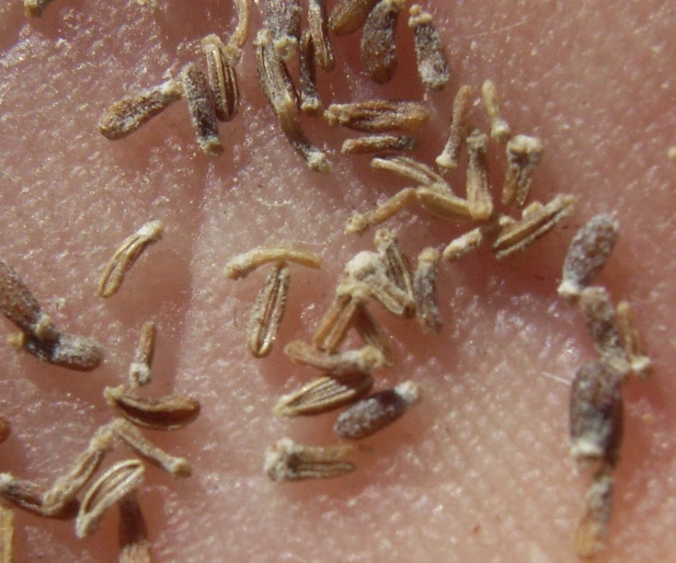 Anethum graveolens ? - Aneto
